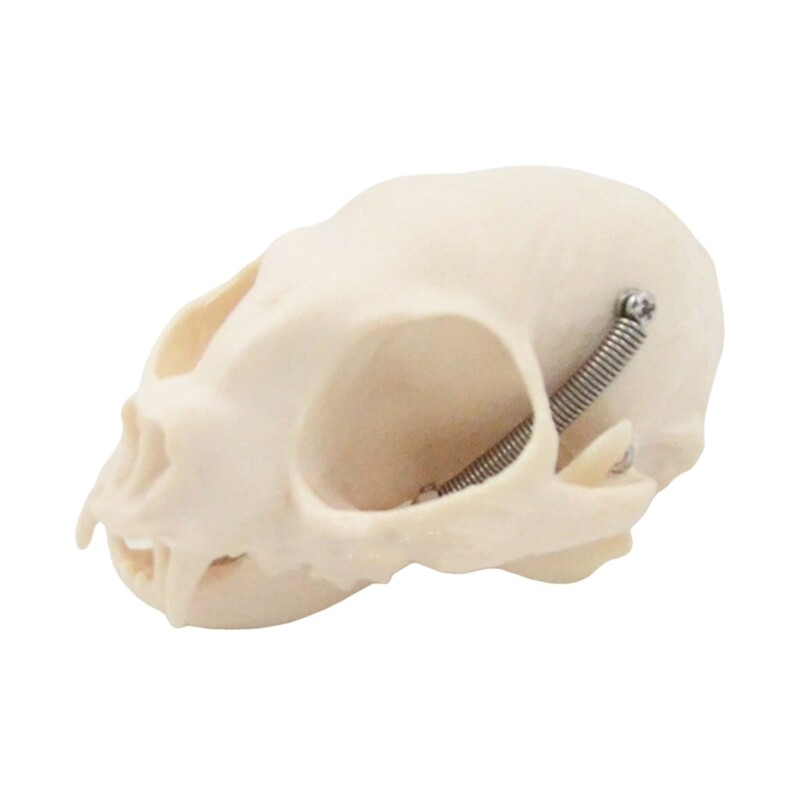 Anatomical Cats Skull Model Felidae Head Bone for Veterinary Training Display