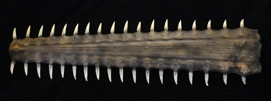 Large tooth Sawfish Bill  REPLICA.