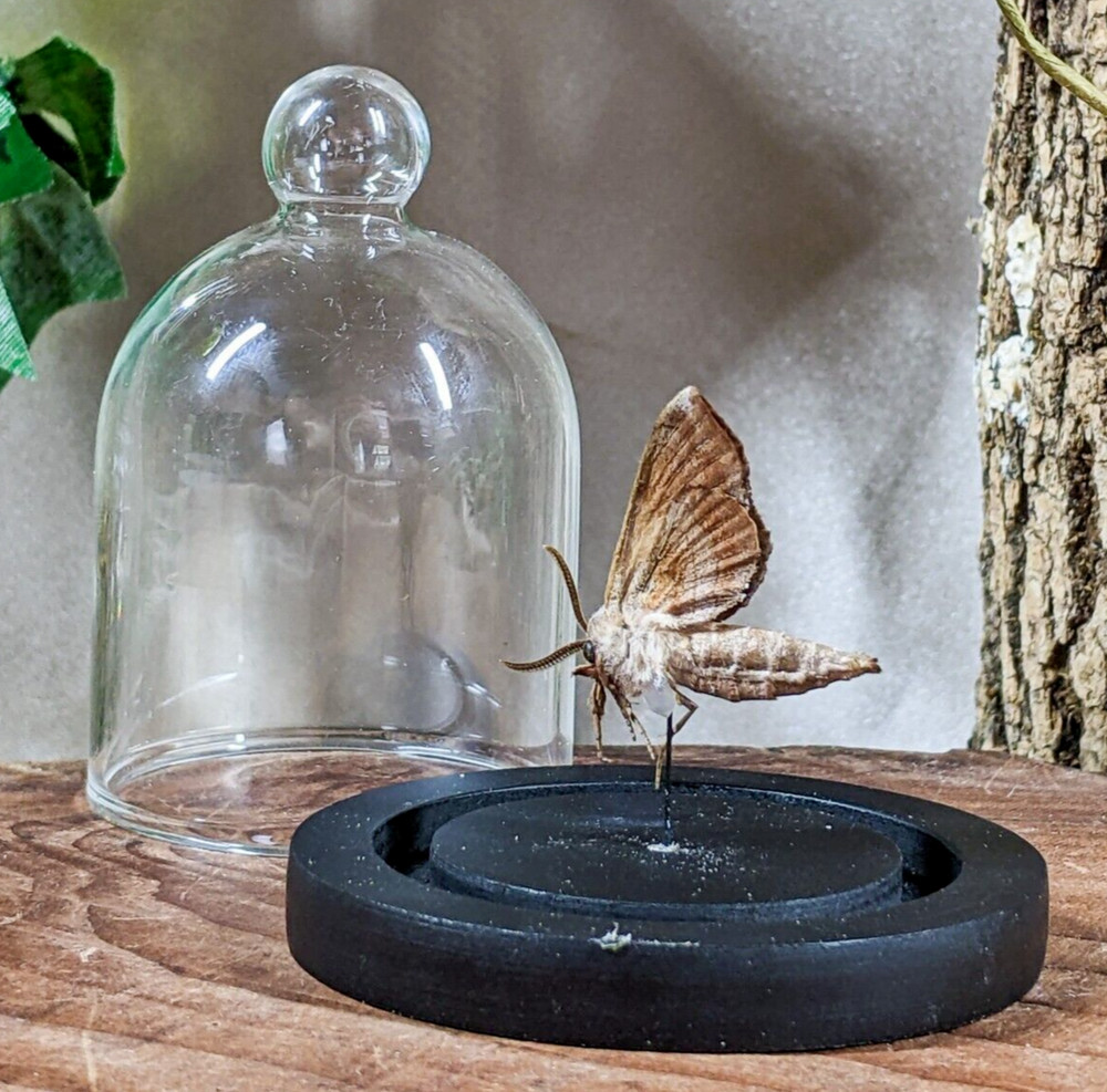Walnut Sphinx Moth dome display Entomology Taxidermy Oddities Curiosities gift