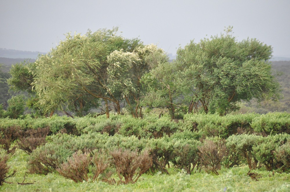 Tagasaste Tree Seed - Pkt 280 Seeds