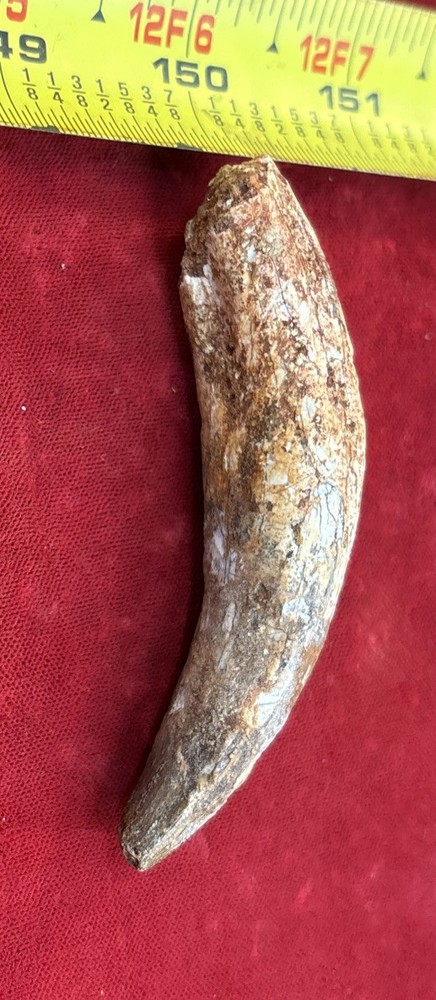 3 1/8 inch spinosaurus tooth