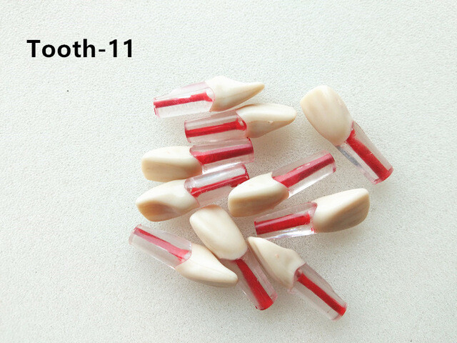 5pcs Dental Root Canal Teeth Study Practice Model for Endodontic Pulp File