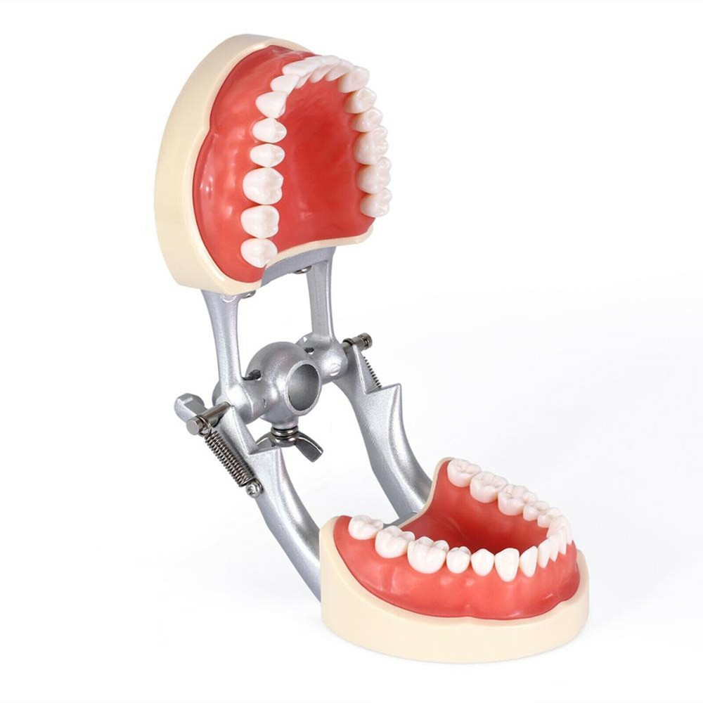 Dental Endo Root Canal Practise Typodont 28Pcs Teeth Model for Pulp Study RCT