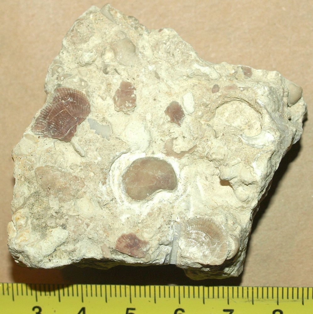 Devonian Pentamerid Brachiopod-Gypidula sp.