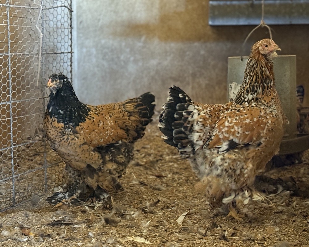 12++ Porcelain Brahma Hatching Eggs