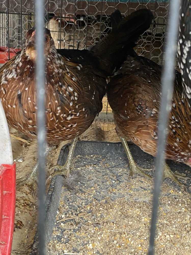 10+Pure Spangled poultry hatching eggs