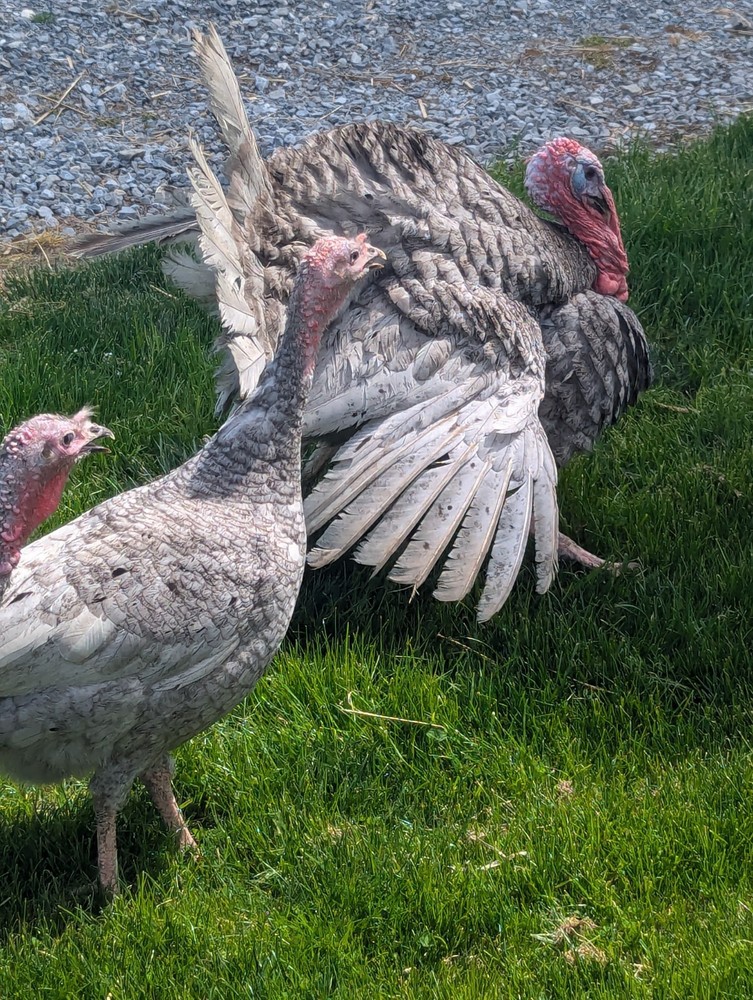 6 Blue Slate Turkey Hatching Eggs