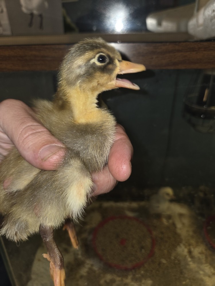 6+ Eggs Indian Runner & Campbell fertilized duck eggs