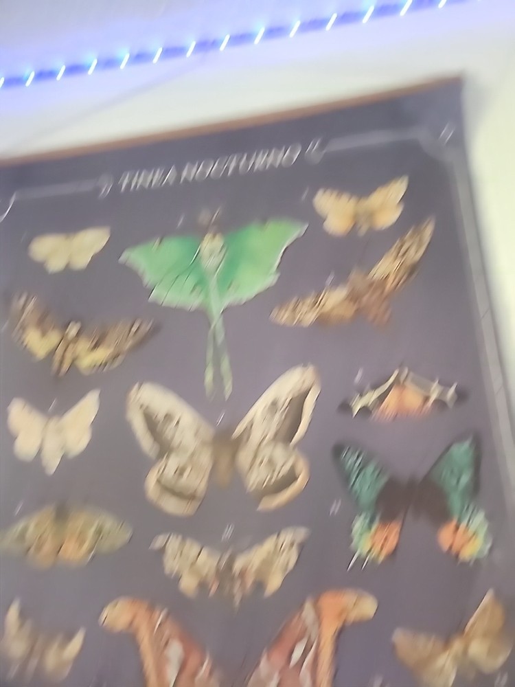 Butterfly and Moth Hanging Deco Wall Art