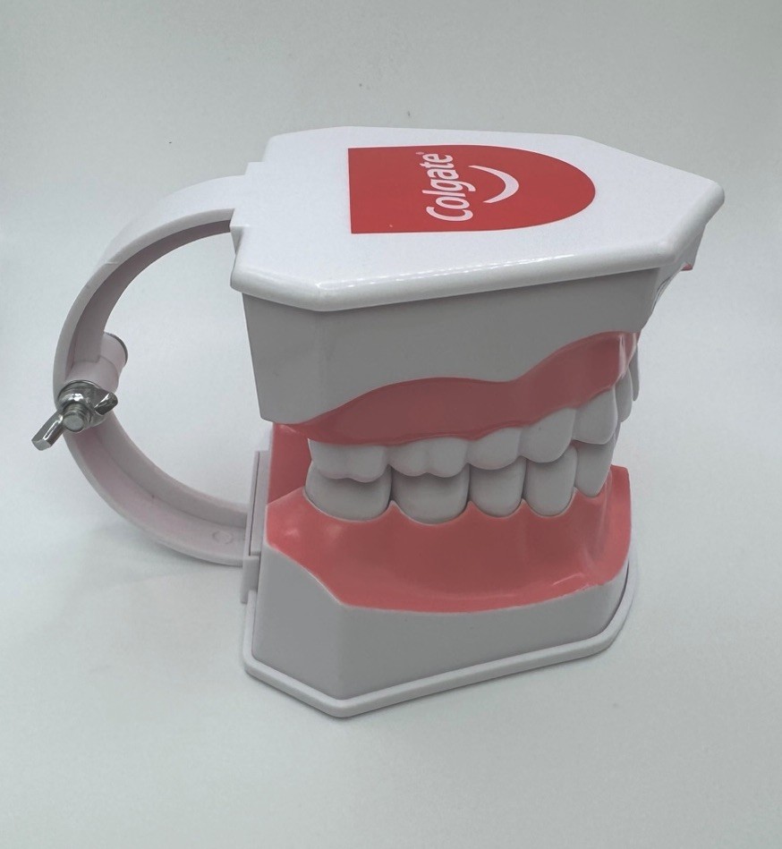 Colgate Teeth Model Display With Removable Teeth Training Aid