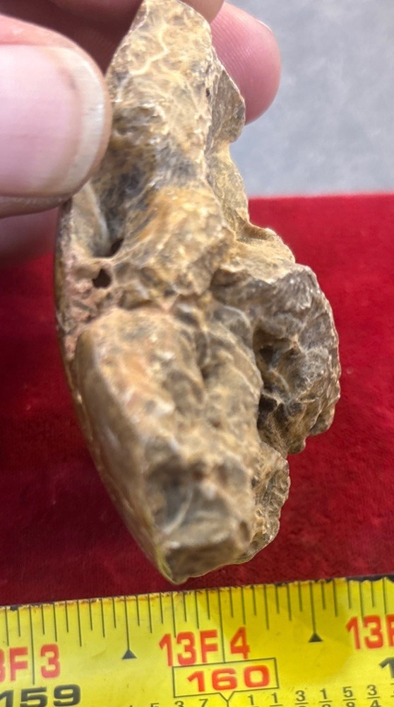 Petrified Coral End Polished