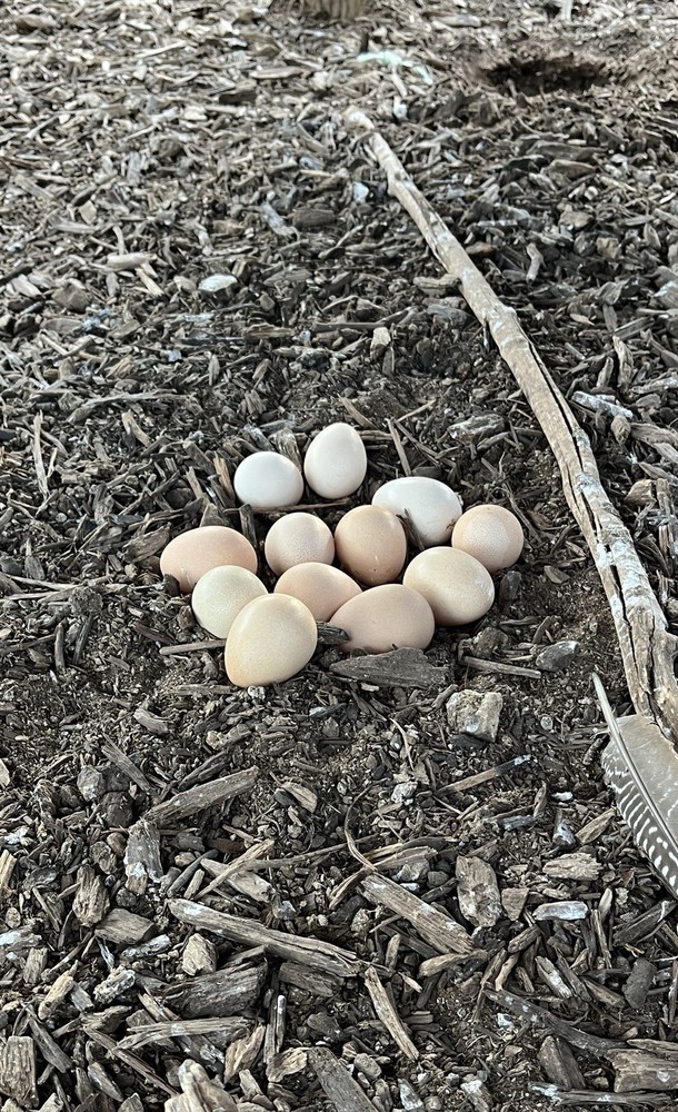 12 + Extra Guinea Fowl Hatching Eggs