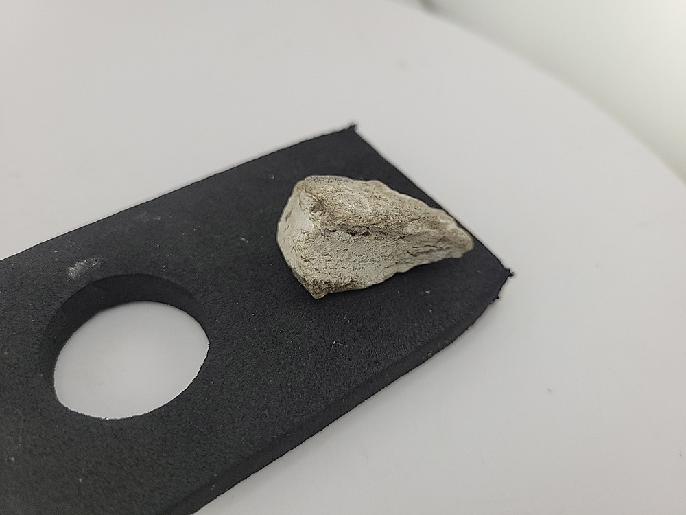 Triceratops Fossil Tooth