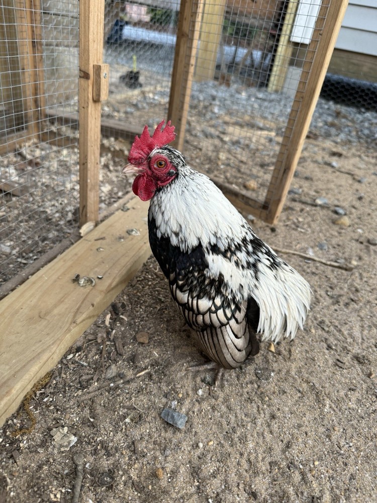 Kikiriki Bantam Hatching Eggs 8++