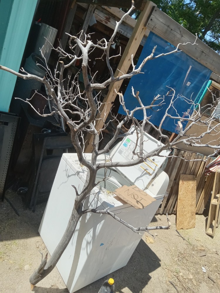 manzanita wood