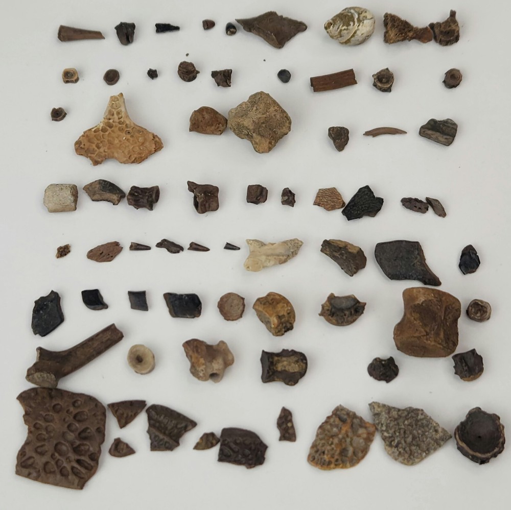 Lance Formation Micro Fossil Pack - Perfect for Teaching / Education - 70 Pieces