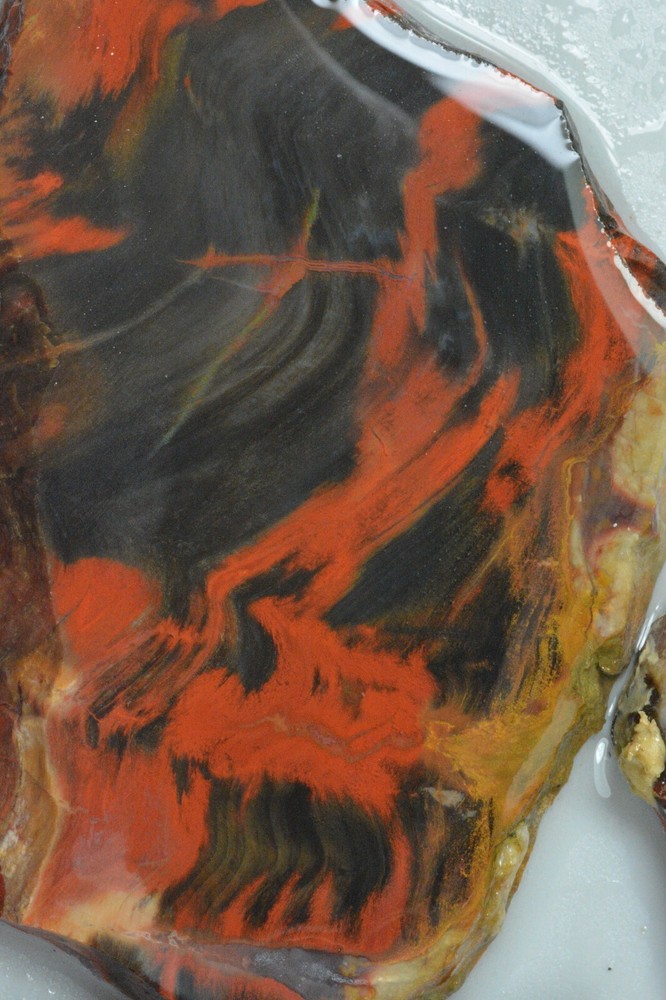 Petrified Wood, Circle Cliffs, Utah, 150 grams