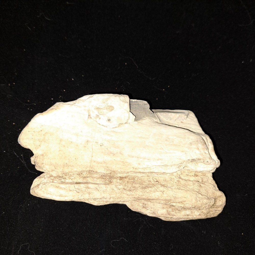 PETRIFIED FOSSIL TREE BROKEN SECTION 13 OZ COLORADO