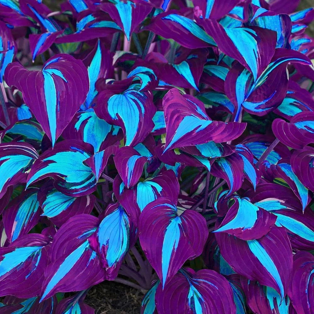 Hosta Seeds - Stunning Blue & Purple Two-Tone Variegated Medium-Sized Hosta Plan
