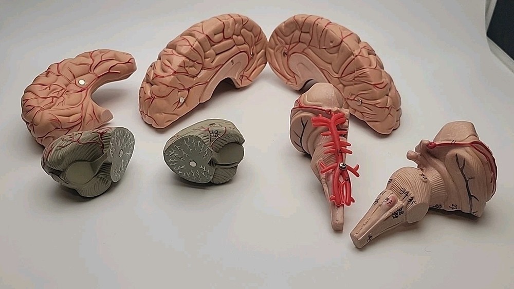 Anatomically Accurate Human Brain Model Anatomy Science Teaching Missing Piece