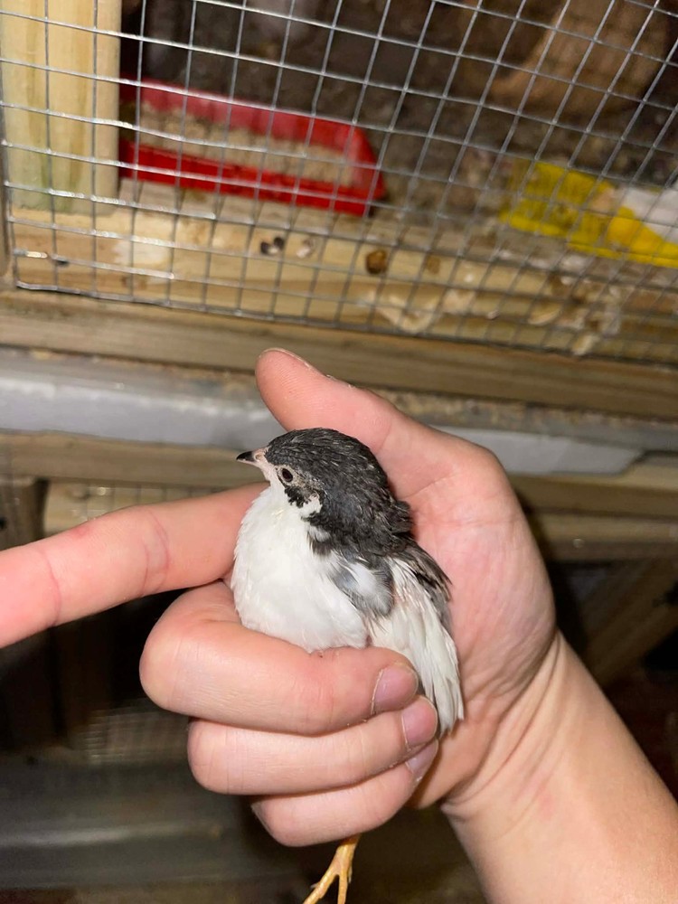 20+ Extra Button Chick (Button Quail) Hatching Eggs – Fresh & Multiple Colors