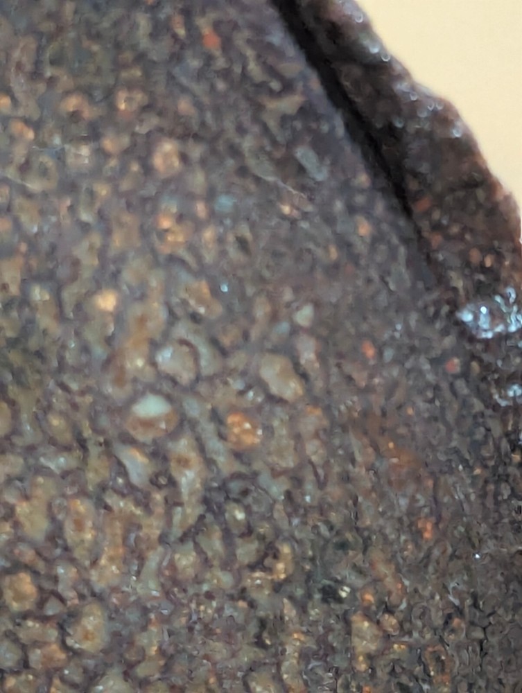 Fossil Gem Dinosaur Bone Slab! Gem Dino Bone Slab!