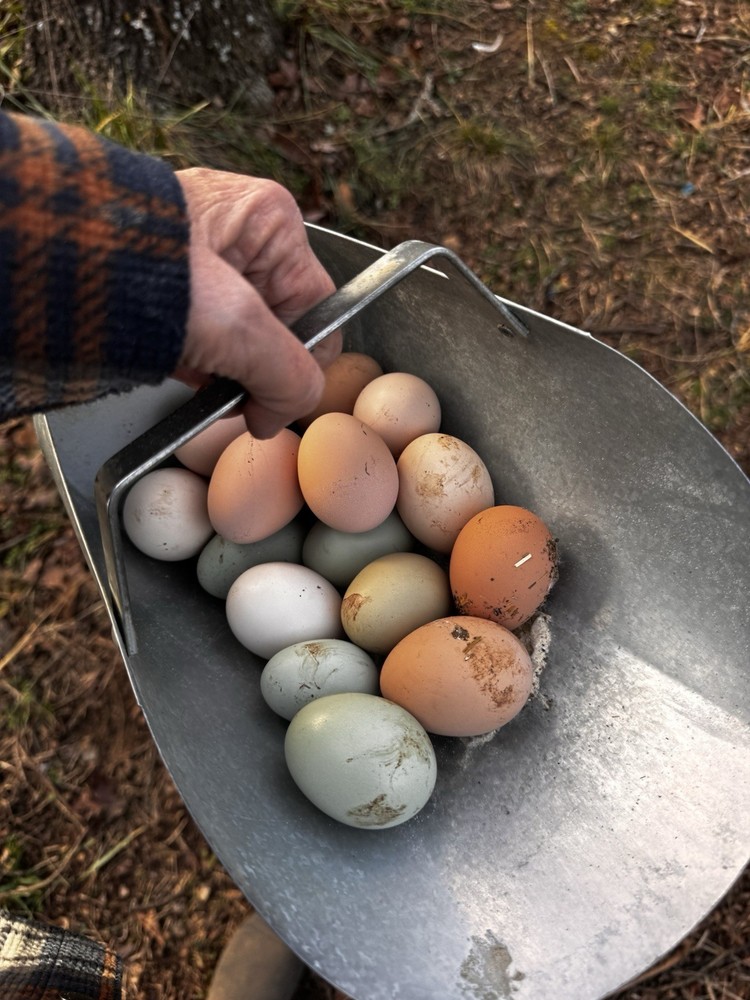 Barnyard Mix Hatching Eggs 12 Pack
