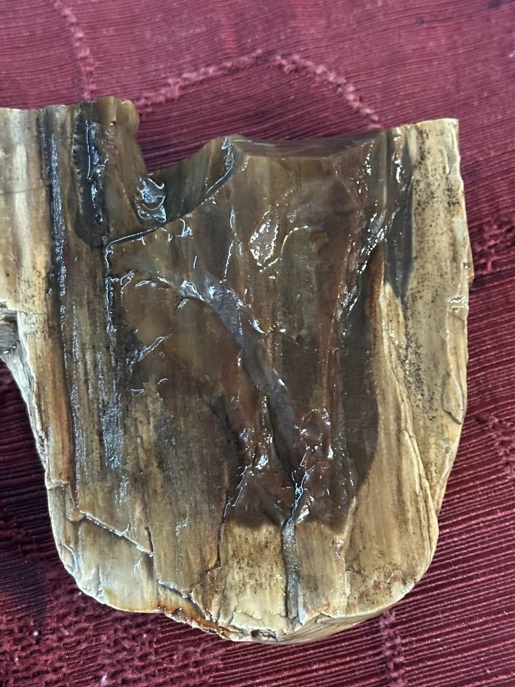 Central Oregon Petrified Wood 11.4oz