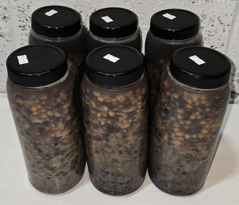 6 x B0114 Nash Large Seed