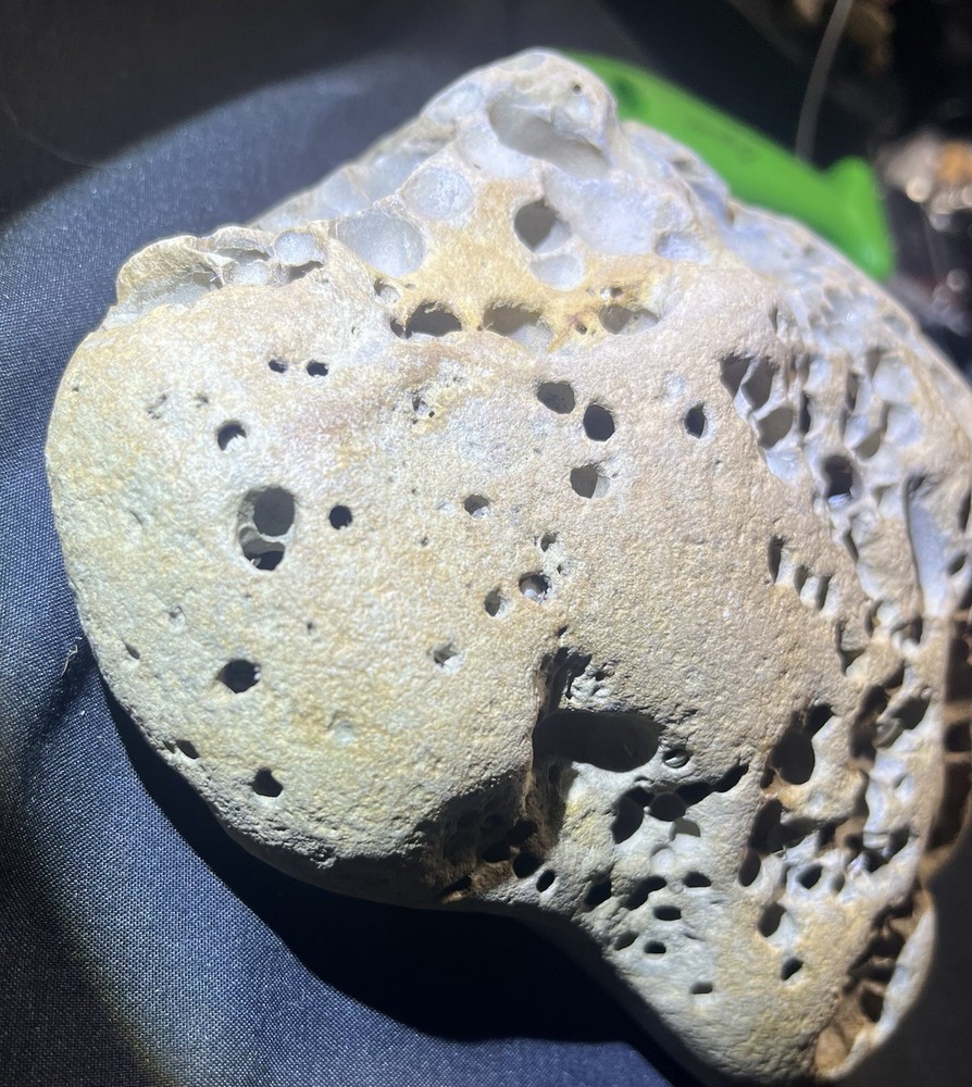 Fossil Shell Clam in Hag Stone Boulder -adder Rock-Omar Stone 2.6 Lbs