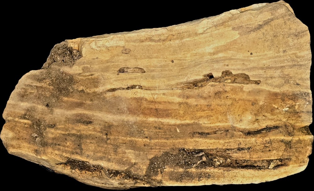 Medium-sized Petrified Wood (Split Log Style)! Great for Display on a Bookshelf!