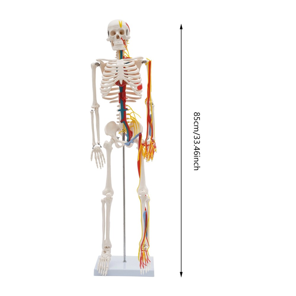 Human Skeleton Model PVC Skeleton Model For Medical Classrooms, Laboratories