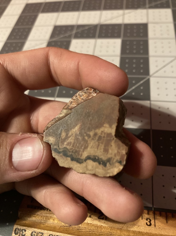 Ancient Petrified Wood Chunks