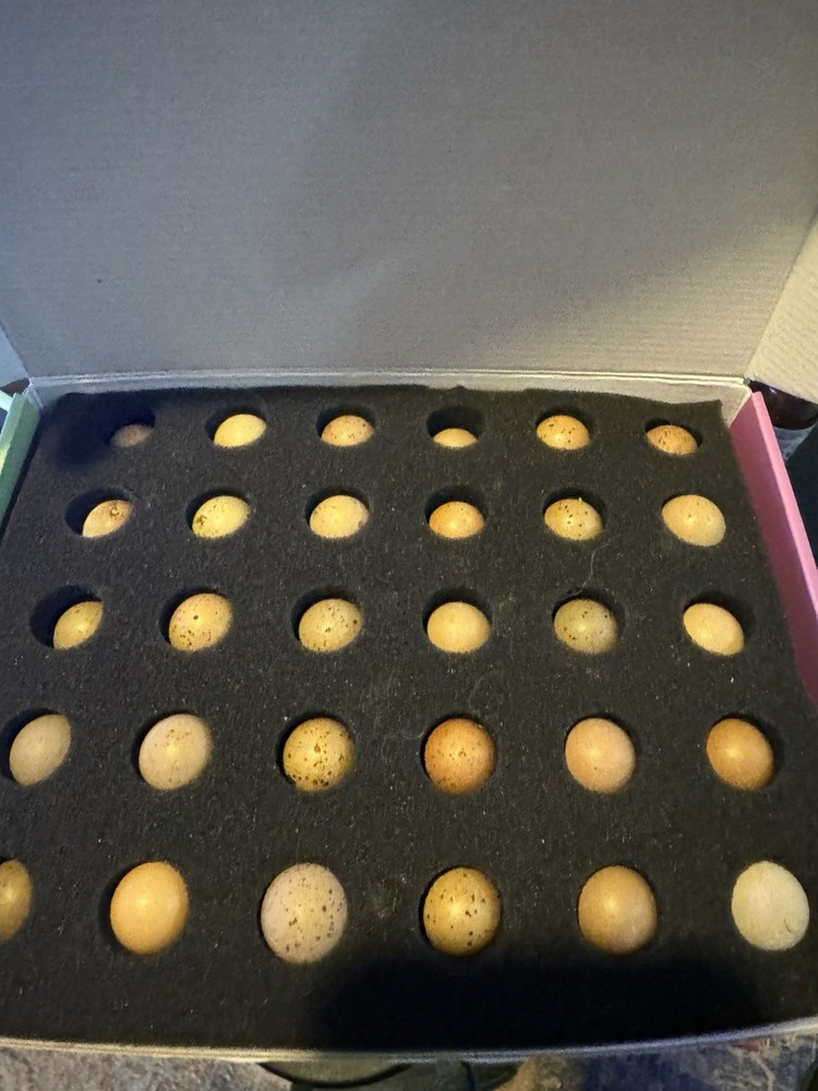20 Button Quail Hatching Eggs Multiple Colors