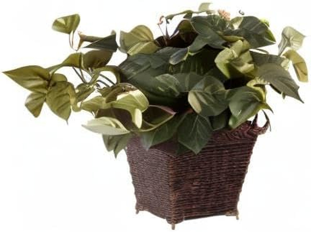 Pothos with Coiled Rope Planter Silk Plant