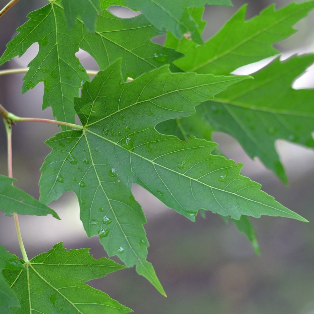 1 Silver Maple Tree 12-24" Acer saccharinum Bare Root
