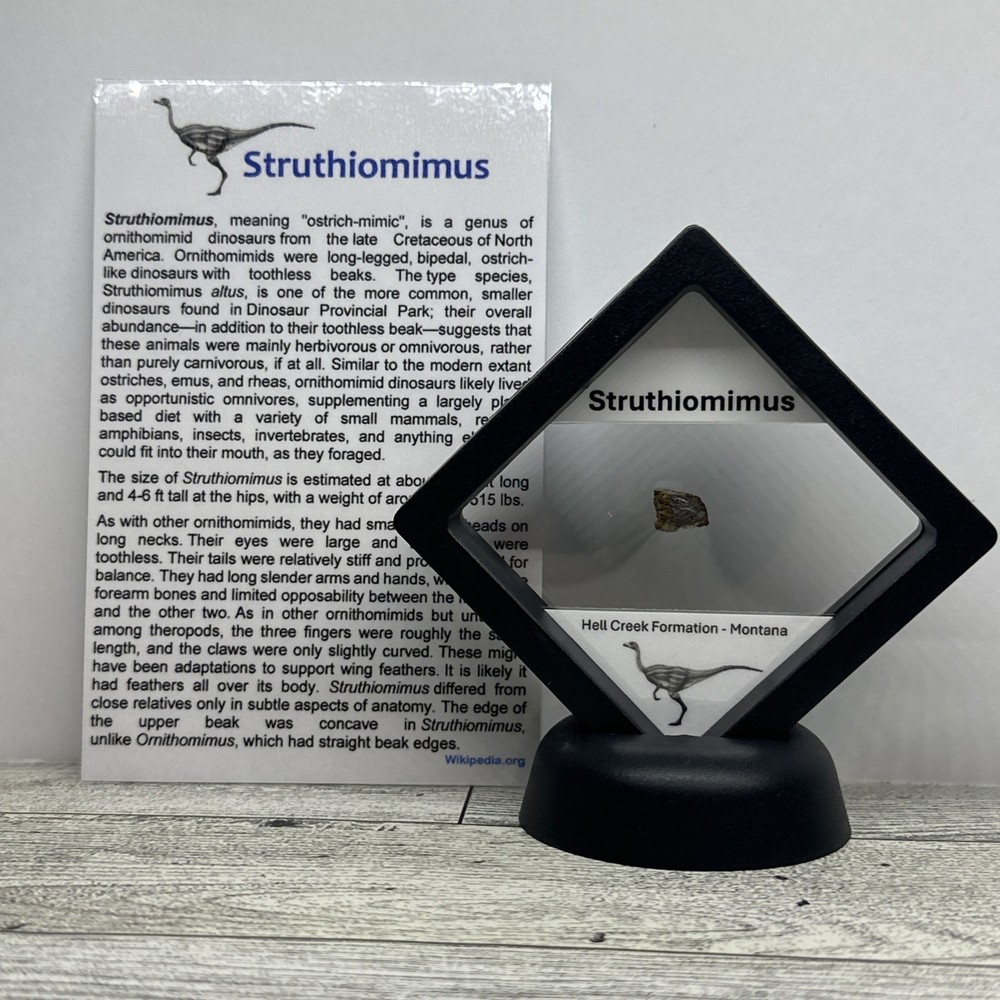 Struthiomimus Extinct Dinosaur Bone Fossil In Display Case Rare