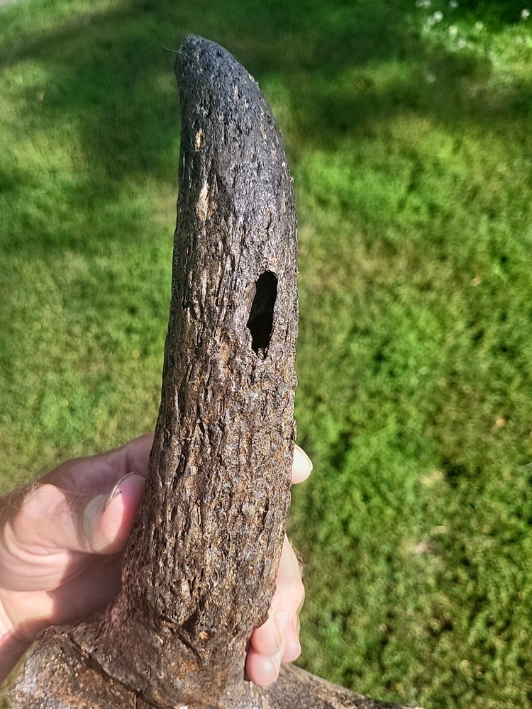 Historic Bison Horn Core Partial Skull river find