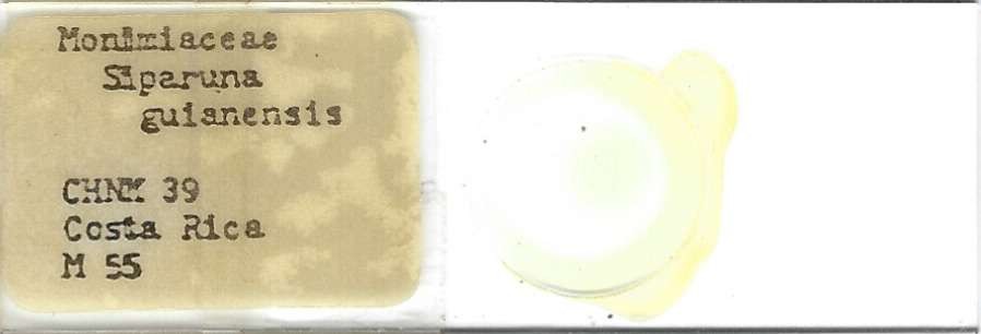 Siparuna guianensis Pollen Microscope Slide