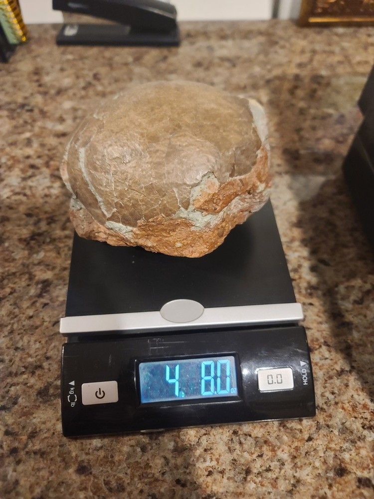 Authentic Hadrosaur Dinosaur Egg