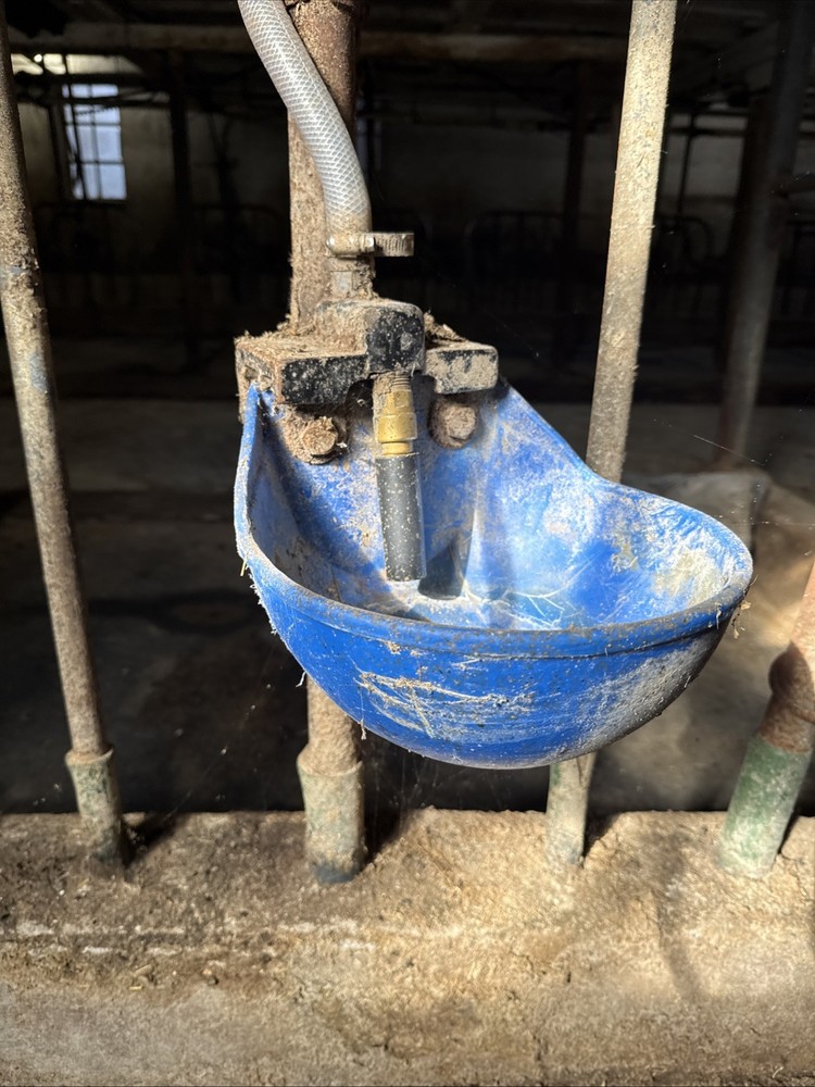 Dairy Cow Drinking Cup For Stall Barn