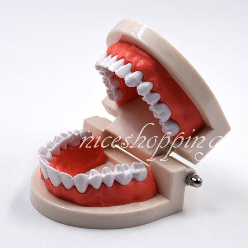 1 Pc Dental Standard Teaching Study Model Dentist Patient Teeth Tooth Models