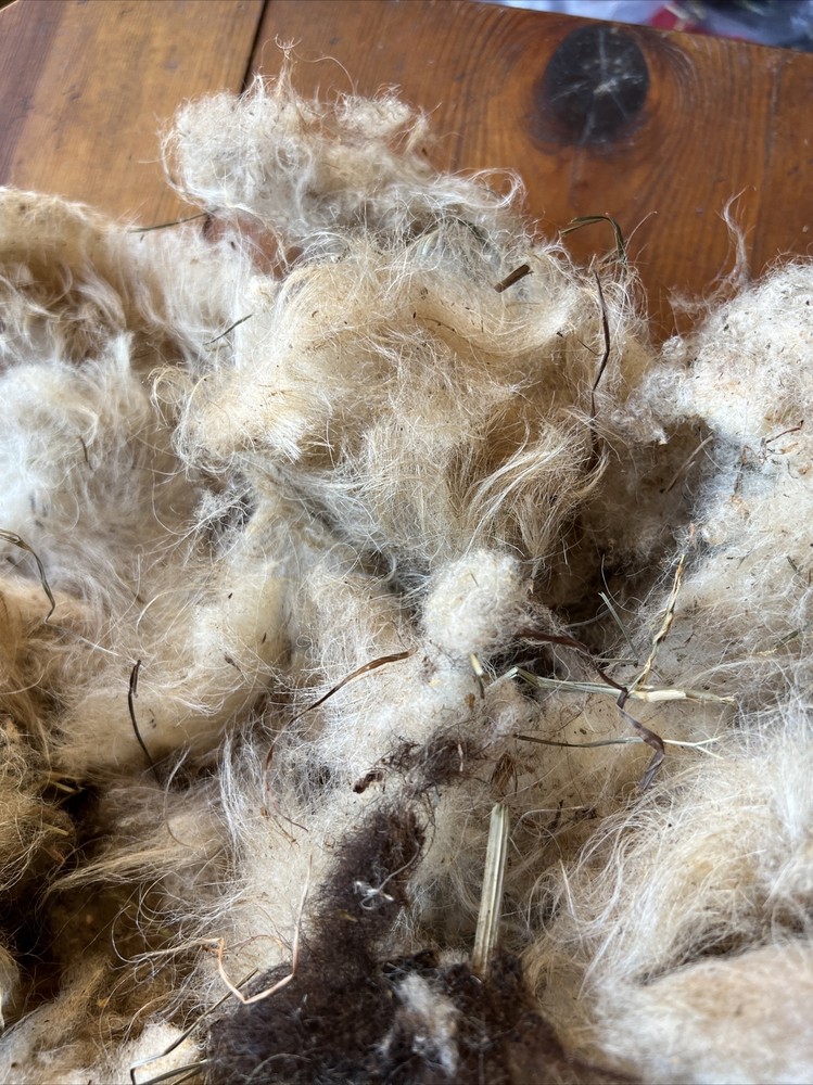 Icelandic fleece Ewe RAW