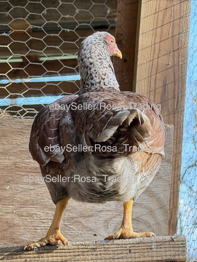 Red white Laced Cornish Bantam Hatching Eggs 10 Pcs