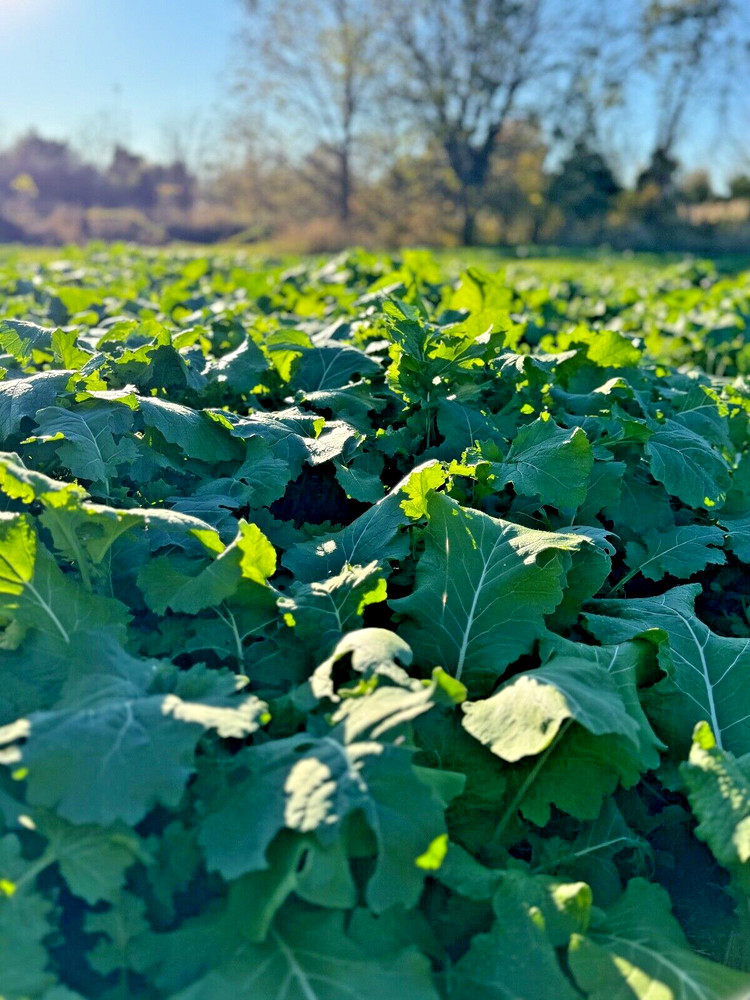 Brassica Fall Deer Plot Seeding mix Turnip Radish Forage and deep bulbs 1/2 Acre