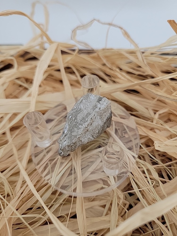 Triceratops Fossil Tooth Permineralized