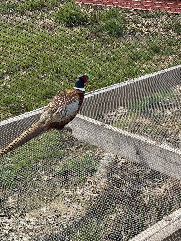12+ Chinese Ringneck Pheasant Hatching Eggs