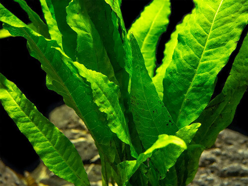 Java Fern Microsorum Pteropus Driftwood Live Aquarium Plants