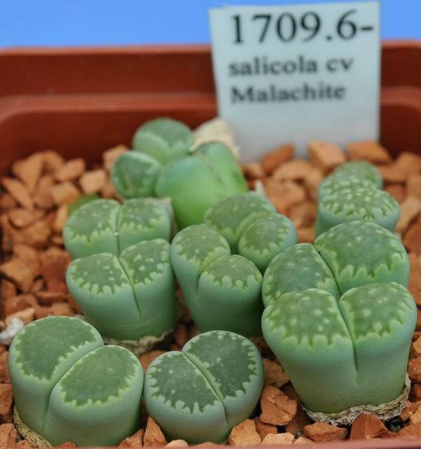 Lithops salicola cv Malachite seeds 100 pcs