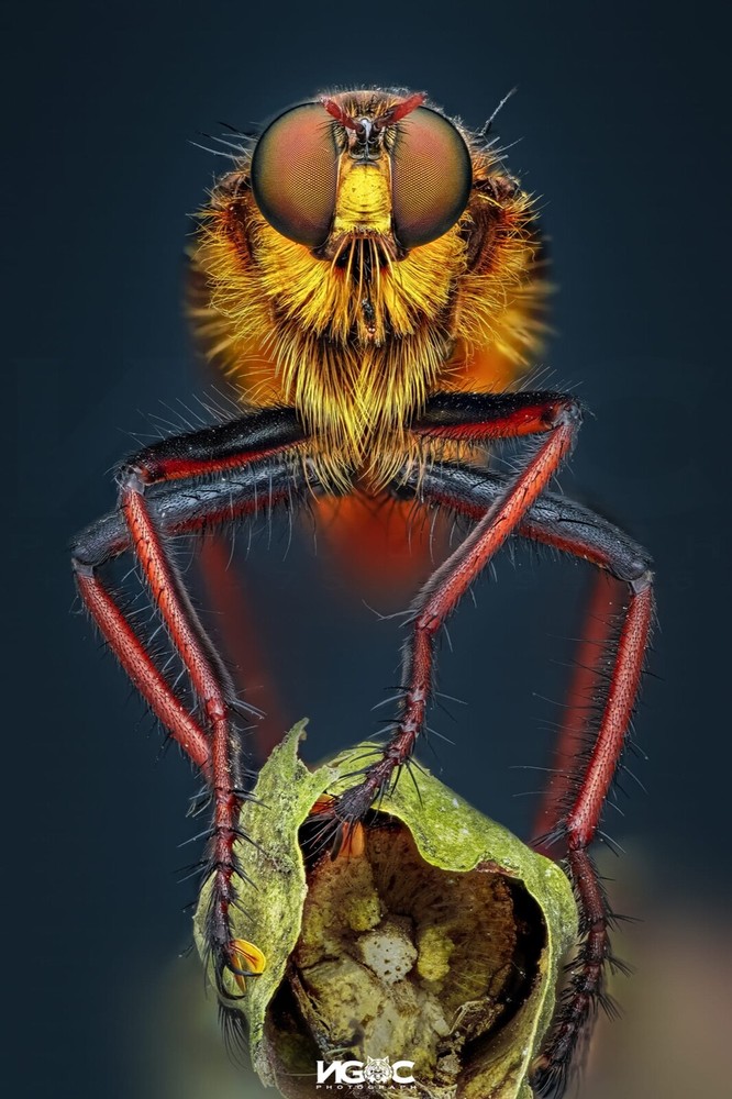 Ngoc Macro Diffuser - The Best Flash Diffusers for Macro Photography